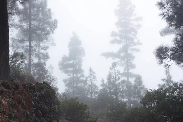 Pinus canariensis. Foresta nebbiosa nebbiosa a Tenerife, Spagna, tempo invernale — Foto Stock
