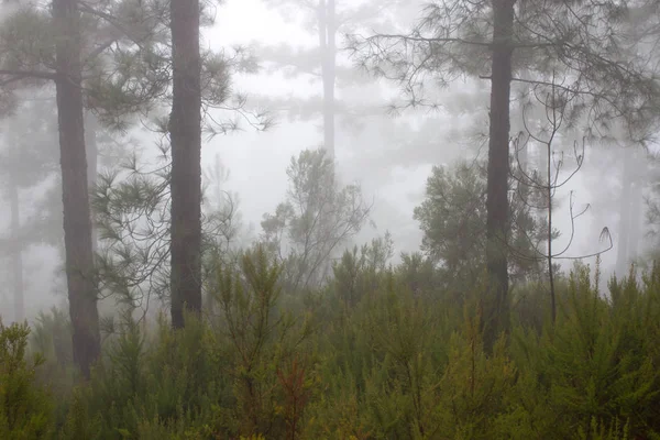 Pinus canariensis. Misty foggy forest in Tenerife, Spain, winter weather — Stock Photo, Image