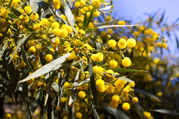 Yellow ball of mimosa flowers. Woman s day, 8 march — Stock Photo, Image