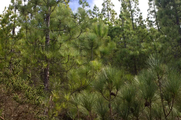 Gyönyörű panorámával a fenyves erdő, napsütéses nyári napon. Tűlevelű fák. Ökoszisztéma fenntarthatósága. Tenerife, Teide vulkán, Kanári-szigetek, Spanyolország — Stock Fotó