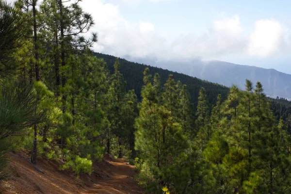 Bellissimo panorama di pineta con soleggiata giornata estiva. Conifere. Ecosistema sostenibile. Tenerife, Vulcano Teide, Isole Canarie, Spagna — Foto Stock