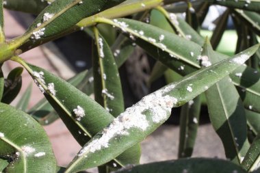 Zakkum ölçek böcekler ile yoğun kapalı bırakır. Mealy mealybug.