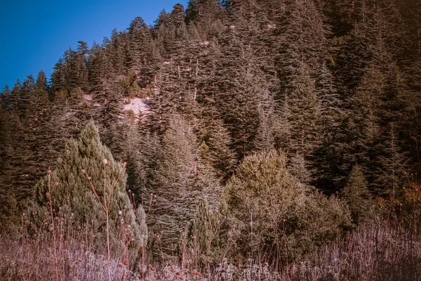 Cèdre libanais dans les montagnes du sommet de la forêt — Photo