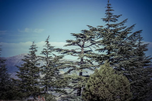 Lebanese cedar tree in the forest peak mountains