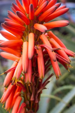 Çiçek açan Aloe çiçekler ile doğal arka plan. Tıp