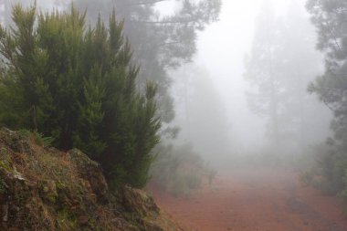 Pinus canariensis. Tenerife, İspanya, kış hava puslu sisli orman