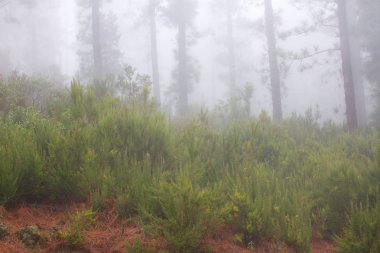 Pinus canariensis. Tenerife, İspanya, kış hava puslu sisli orman
