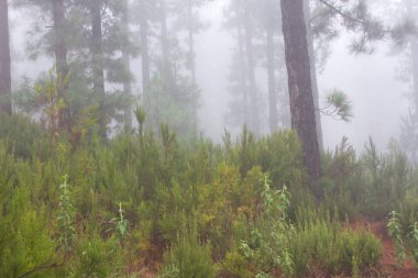 Pinus canariensis. Tenerife, İspanya, kış hava puslu sisli orman