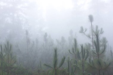 Pinus canariensis. Tenerife, İspanya, kış hava puslu sisli orman