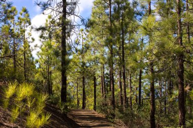 Çam ormanı ile güneşli yaz günü güzel Panoraması. İğne yapraklı ağaçlar. Sürdürülebilir ekosistem. Tenerife, Teide yanardağı, Kanarya Adaları, İspanya