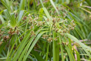 Çiçek açan tsiperus Cyperus L.. Makro fotoğraf.