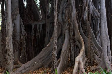Ficus macrophylla büyük ağaç. Sütun desteği ile hava kökleri. Bromeliaceae, Bromelia çalılar bitki