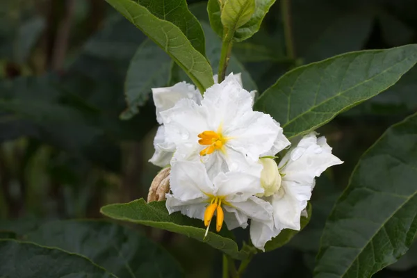 Solanum White Blume Makro. blühende Kartoffeln. Garten mit natürlichem Hintergrund — Stockfoto
