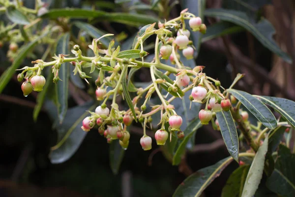 Arbutus unedo. Strawberry tree small flowers in clusters