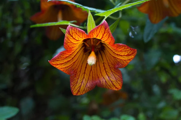Canarina canariensis flor campana naranja. Planta tolerante a la sombra. Abeto — Foto de Stock