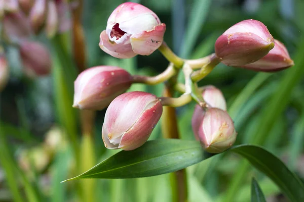 Cymbidium rosa en maceta. Flor y brote de orquídea — Foto de Stock