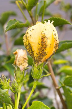 Hibiscus çiçek mealybug. Yaprak biti böcek istilası bitki. Kalın