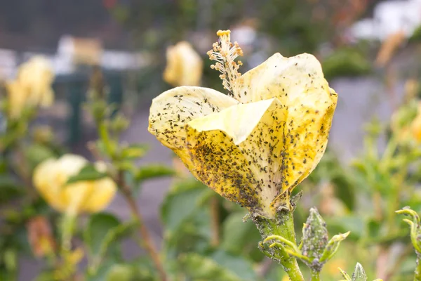ハイビスカスの花にコナカイガラムシ。植物のアブラムシ昆虫のインフェ ステーション。厚い — ストック写真