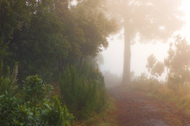 Pinus canariensis. Tenerife, İspanya, kış hava puslu sisli orman
