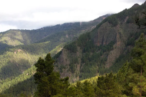 Belo panorama da floresta de pinheiros com dia ensolarado de verão. Árvores coníferas. Ecossistema sustentável. Tenerife, vulcão Teide, ilhas Canárias, Espanha — Fotografia de Stock