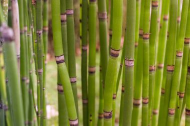 Uzun equisetum sapı. Bambu ile yeşil duvar kağıdı
