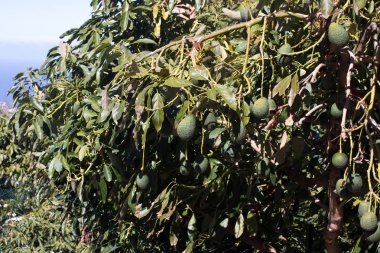 Avokado ağacı resmi. Bahçe meyve ile