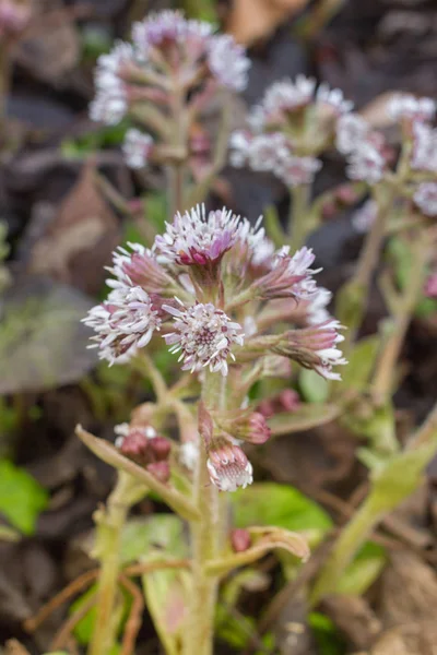 Petasite pyrenaicus çiçek. Palamut bitki. Coltsfoot lahanası — Stok fotoğraf