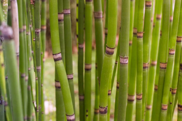 Long equisetum stalk. Green wallpaper with bamboo — Stock Photo, Image