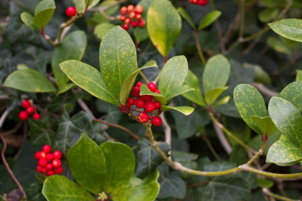 붉은 열매와 잎의 Skimmia 나무 관목 일본 마 — 스톡 사진