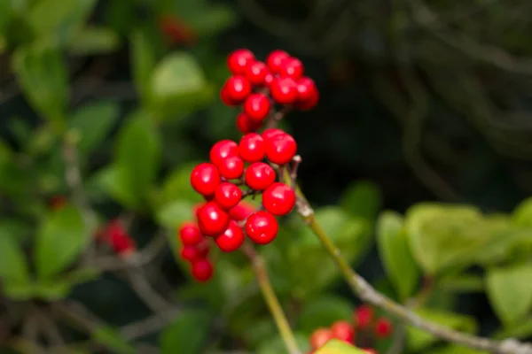 붉은 열매와 잎의 Skimmia 나무 관목 일본 마 — 스톡 사진