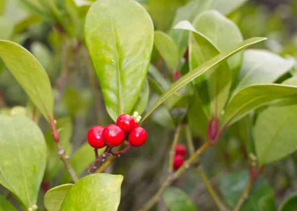 Skimmia japonica shrub with leaves and red berries. Japanese sorbus — Stock Photo, Image