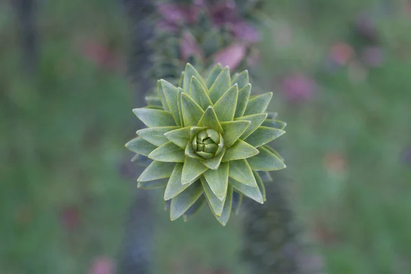 Araucaria araucana oddział z zielonych jezior. Fotografia makro z ostrymi liści. — Zdjęcie stockowe