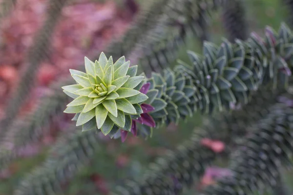 Araucaria araucana ág, zöld tavak. Makró fotó éles levelek. — Stock Fotó