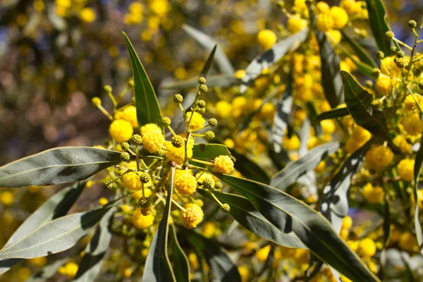 Yellow ball of mimosa flowers. Woman s day, 8 march — Stock Photo, Image