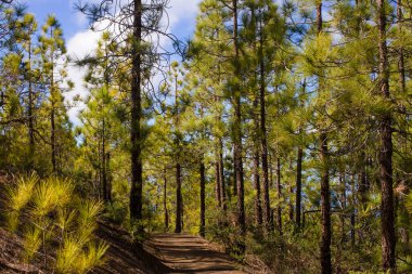 Çam ormanı. Sürdürülebilir açık ekosistem. Pinus canariensis, Kanarya adası çam