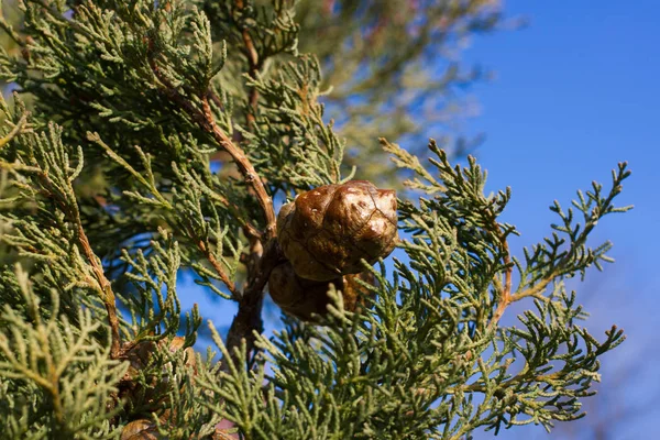 Macro stock fotografie van de tak van Cupressus arizonica. Conifer naalden. Vuren naaldhout — Stockfoto