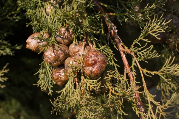Makro Stockbilder av grenen av Cupressus arizonica. Granens nålar. Gran, barrträd — Stockfoto