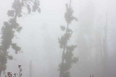 Pinus canariensis. Tenerife, İspanya, kış hava puslu sisli orman