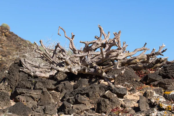 Arid territory of Lobos island, Spain. Euphorbia balsamifera plant. Tabaiba dulce. Lanzarote symbol — Stock Photo, Image