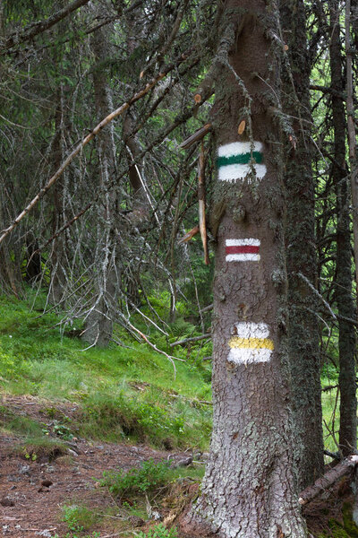 Грунтовая дорога Европы в еловых лесах Украинских Карпат. Цветные метки для туристов. Устойчивая чистая экосистема. Долина
