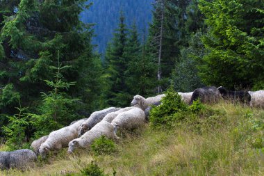 Koyun sürüsü dağdan iner. Ukrayna Karpatlar Ladin ağaçlarında. Sürdürülebilir açık ekosistem