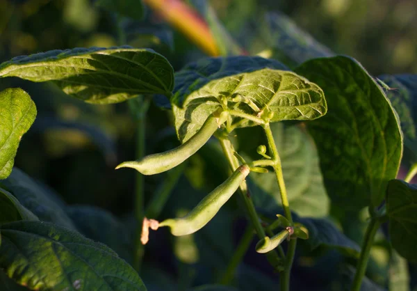 Yeşil börülce alan grubu. Soya filizi.
