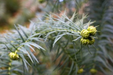 Makro araucaria külah. Yeşil iğne yapraklı dal. Maymun puzzle ağacı. Şili çam
