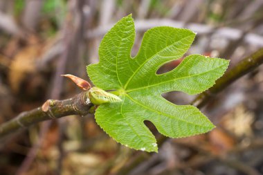 Bir yeşil incir yaprakları. Ficus carica ağaç. Tarım