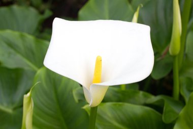 Bahçede calla çiçek grubu. Beyaz zambak.