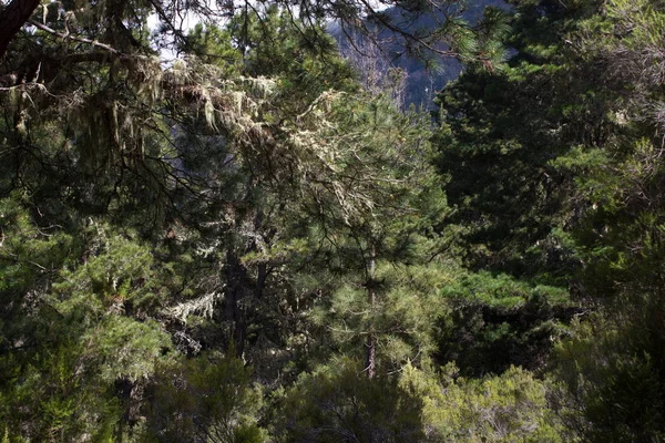 Ukrayna Karpatlar Ladin ormanda. Sürdürülebilir açık ekosistem