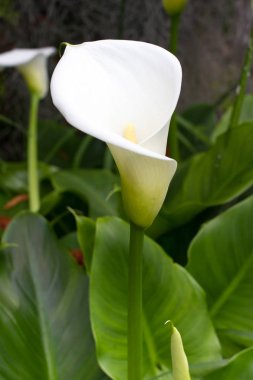 Bahçede calla çiçek grubu. Beyaz zambak.