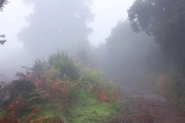 Сосна canariensis. Туманний туманні лісу в Тенеріфе, Іспанія, взимку погода — стокове фото