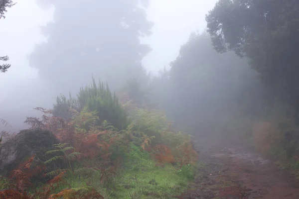 Pinus canariensis. Mglisty las mglisty w Tenerife, Hiszpania, zimowej pogody — Zdjęcie stockowe