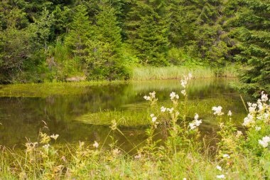 Ukrayna Karpatlar Ladin ormanda. Sürdürülebilir açık ekosistem